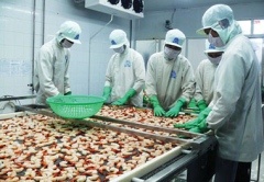 Ca Mau’s aquatic exports to hit $1 bln in 2013