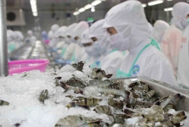 Shrimp exports to China recovered