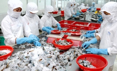 Vietnam - South Korea FTA signed: seafood enjoys benefits 