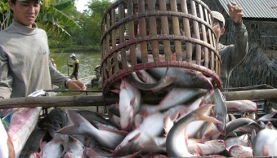 Vietnam aquaculture output up 1.6% in Jun 2016