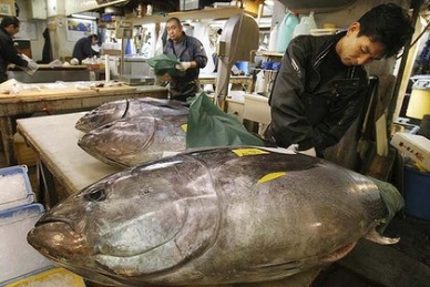 Weakened Yen Cuts Bluefin Prices For Exporters