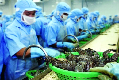 VASEP affirms high quality and international standards of Vietnam shrimp exports 