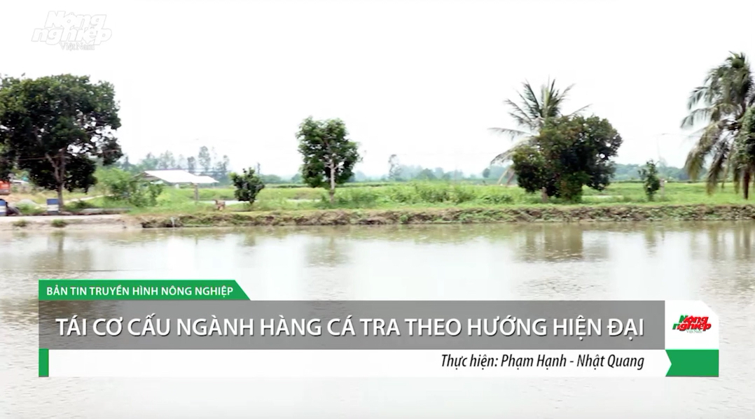 Tái cơ cấu ngành hàng cá tra theo hướng hiện đại