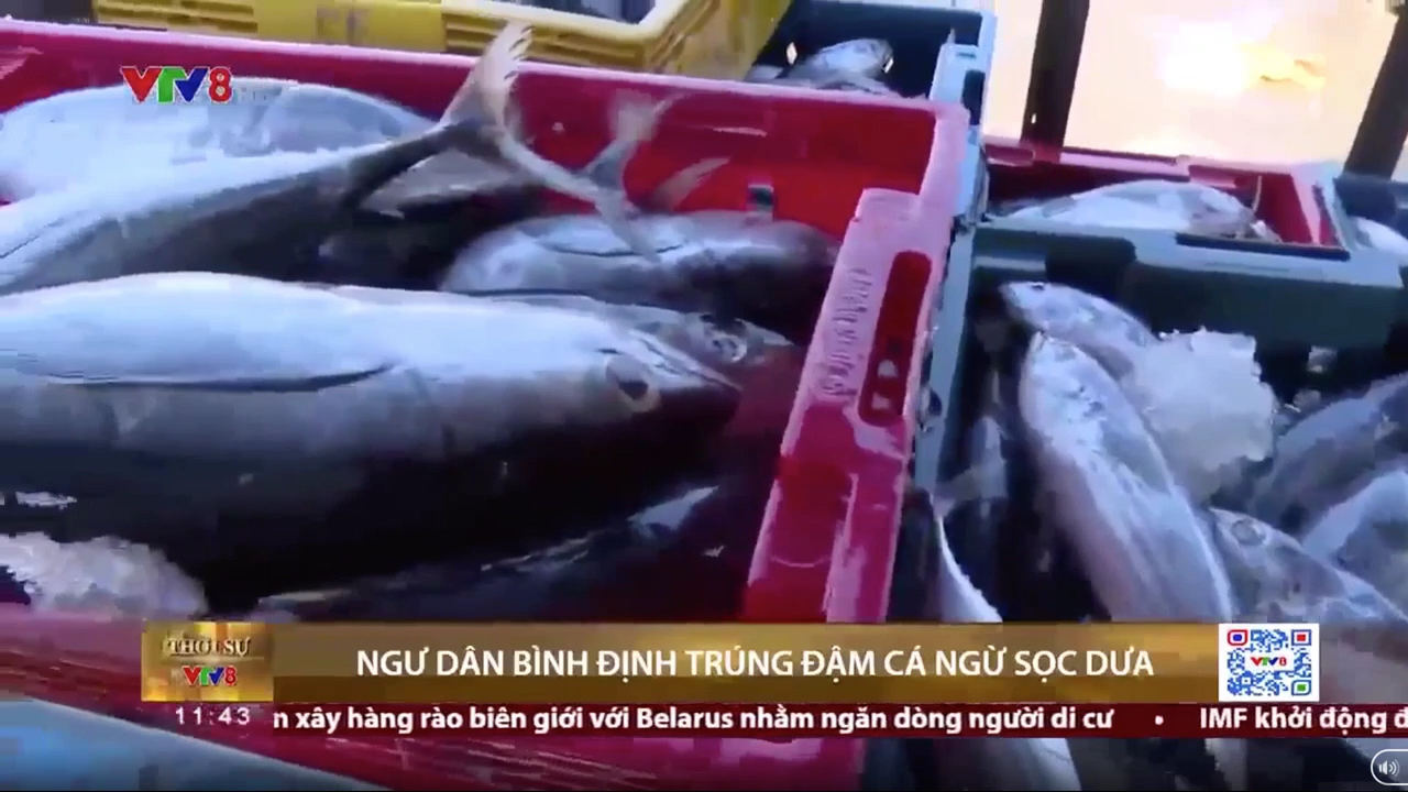 Ngư dân Bình Định trúng đậm cá ngừ sọc dưa