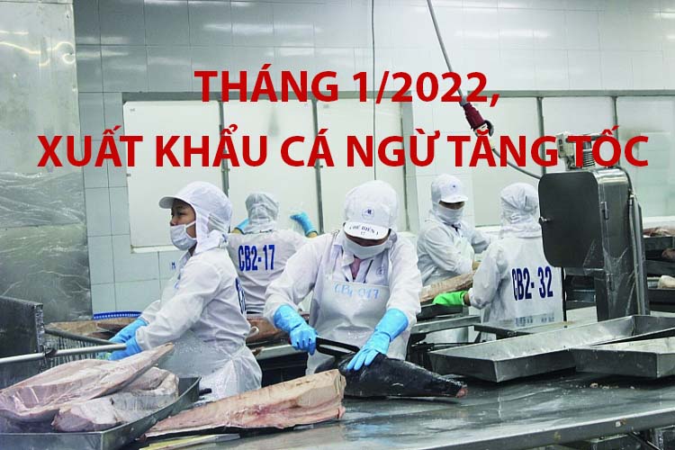 VASEP Highlight - Cá ngừ T22022 tháng 12022, xuất khẩu cá ngừ tăng tốc