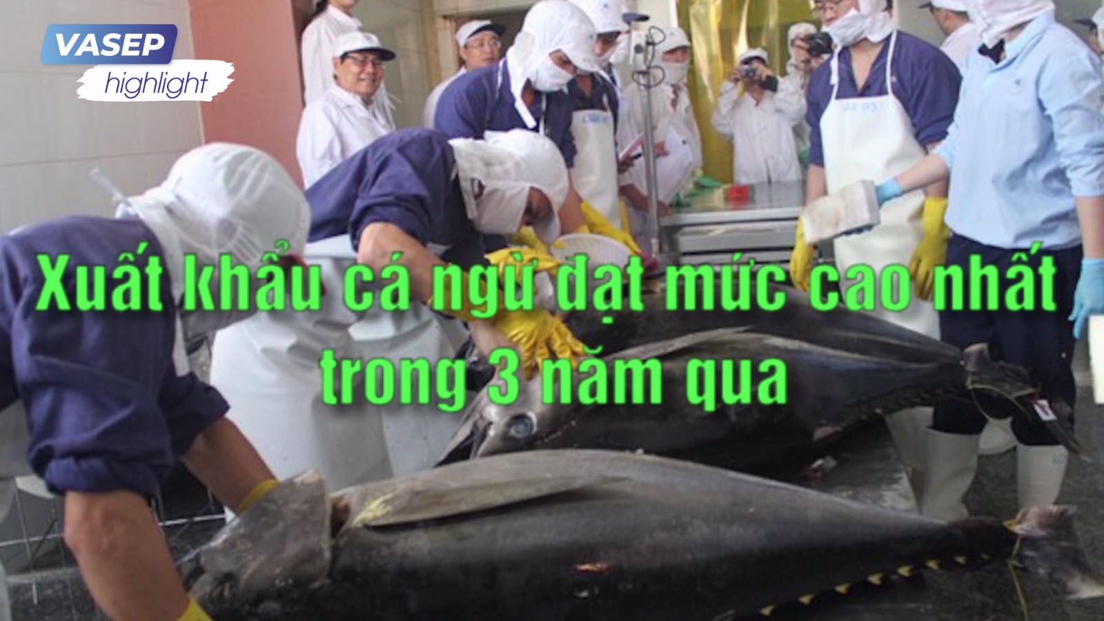 VASEP Highlight - Cá ngừ T32022 Xuất khẩu cá ngừ đạt mức cao nhất trong 3 năm qua