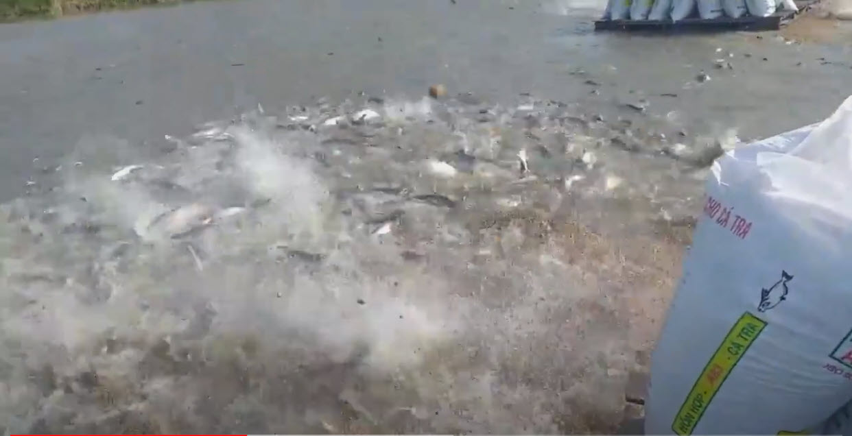 VASEP Highlight - T52022 4 tháng đầu năm nay, xuất khẩu cá tra tăng gần 97%