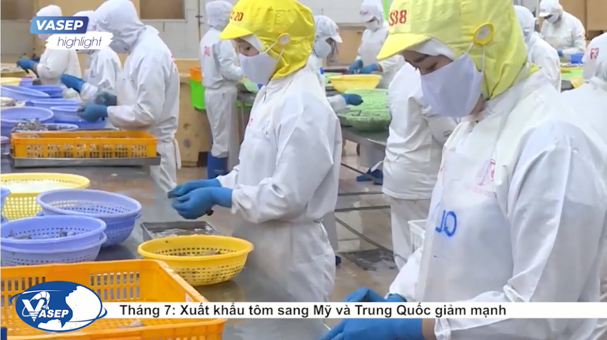VASEP Highlight - T82022 Tháng 7, xuất khẩu tôm sang Mỹ và Trung Quốc giảm mạnh