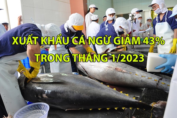 VASEP Highlight - T22023 Xuất khẩu cá ngừ giảm 43% trong tháng 12023