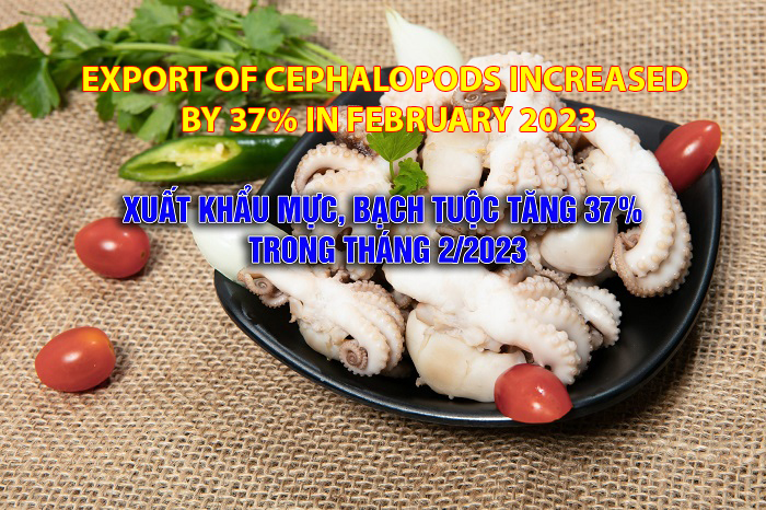 VASEP Highlight - March 2023 Export of cephalopods increased by 37% in February 2023