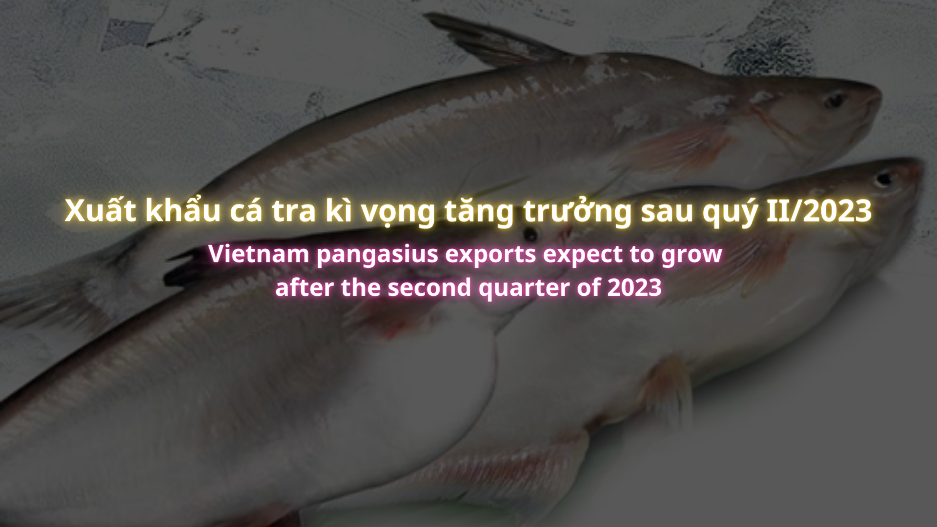 VASEP Highlight - T42023 Xuất khẩu cá tra kì vọng tăng trưởng sau quý II2023