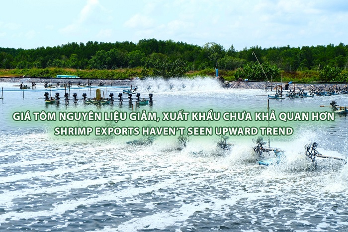 VASEP Highlight - T52023 Giá tôm nguyên liệu giảm, xuất khẩu chưa khả quan hơn