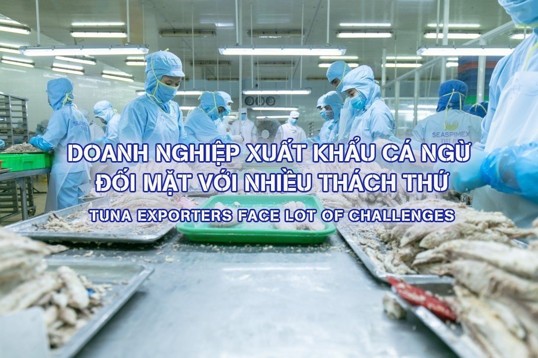 VASEP Highlight - T52023 Doanh nghiệp xuất khẩu cá ngừ đối mặt với nhiều thách thức
