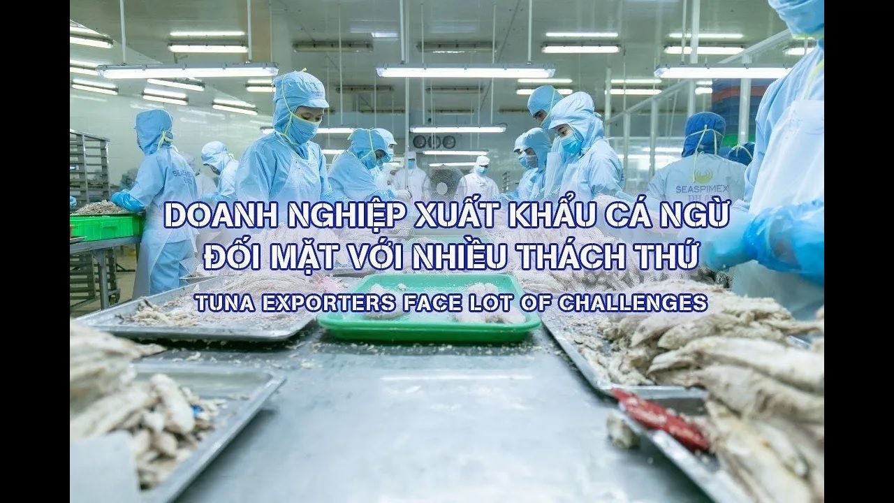 VASEP Highlight - May 2023 Tuna exporters face lot of challenges