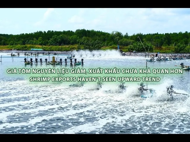 VASEP Highlight May 2023 Shrimp exports haven’t seen upward trend