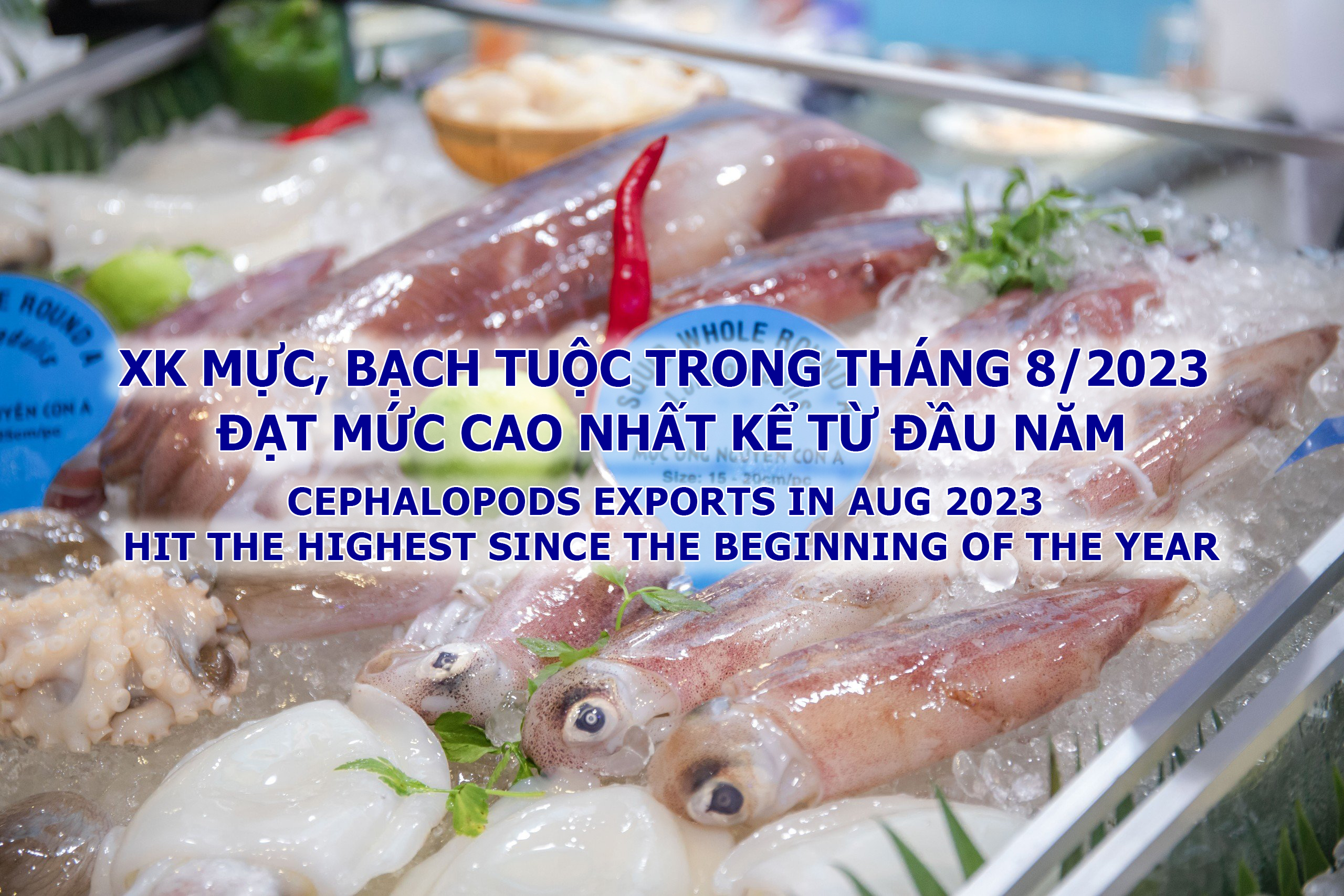 VASEP Highlight - T92023 XK mực, bạch tuộc trong tháng 82023 đạt mức cao nhất kể từ đầu năm