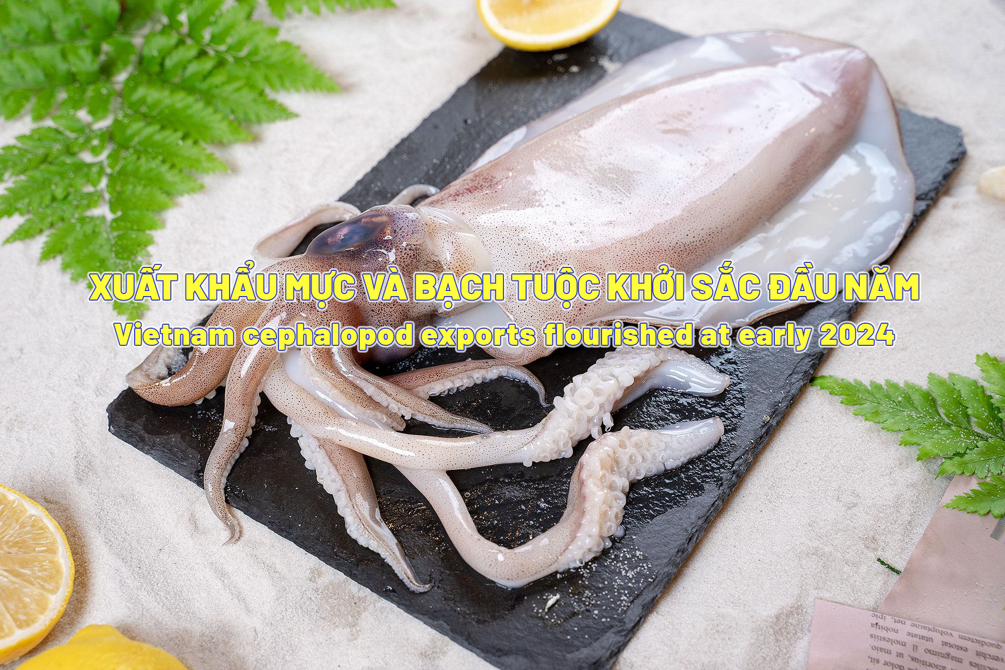 VASEP Highlight - Feb.2024 Cephalopod