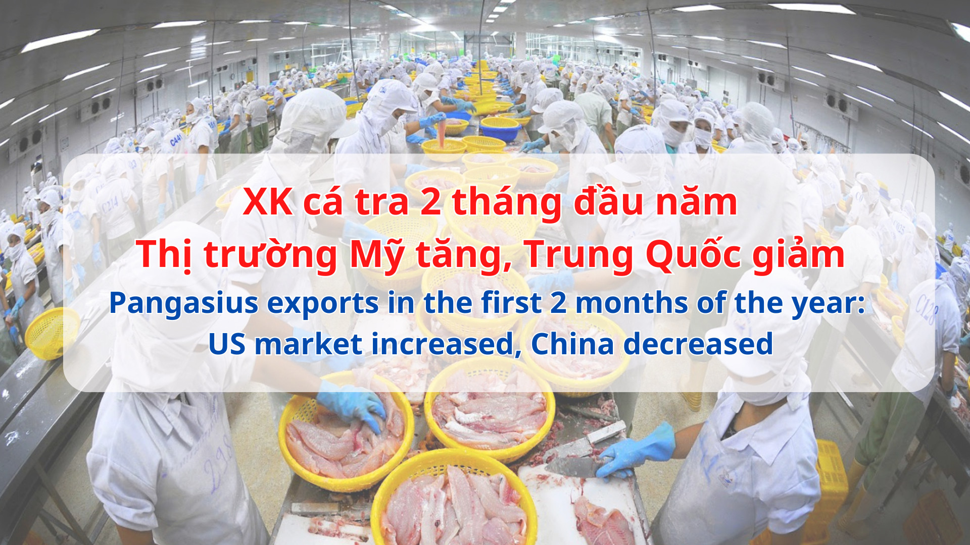 VASEP Highlight - T32024 Cá Tra