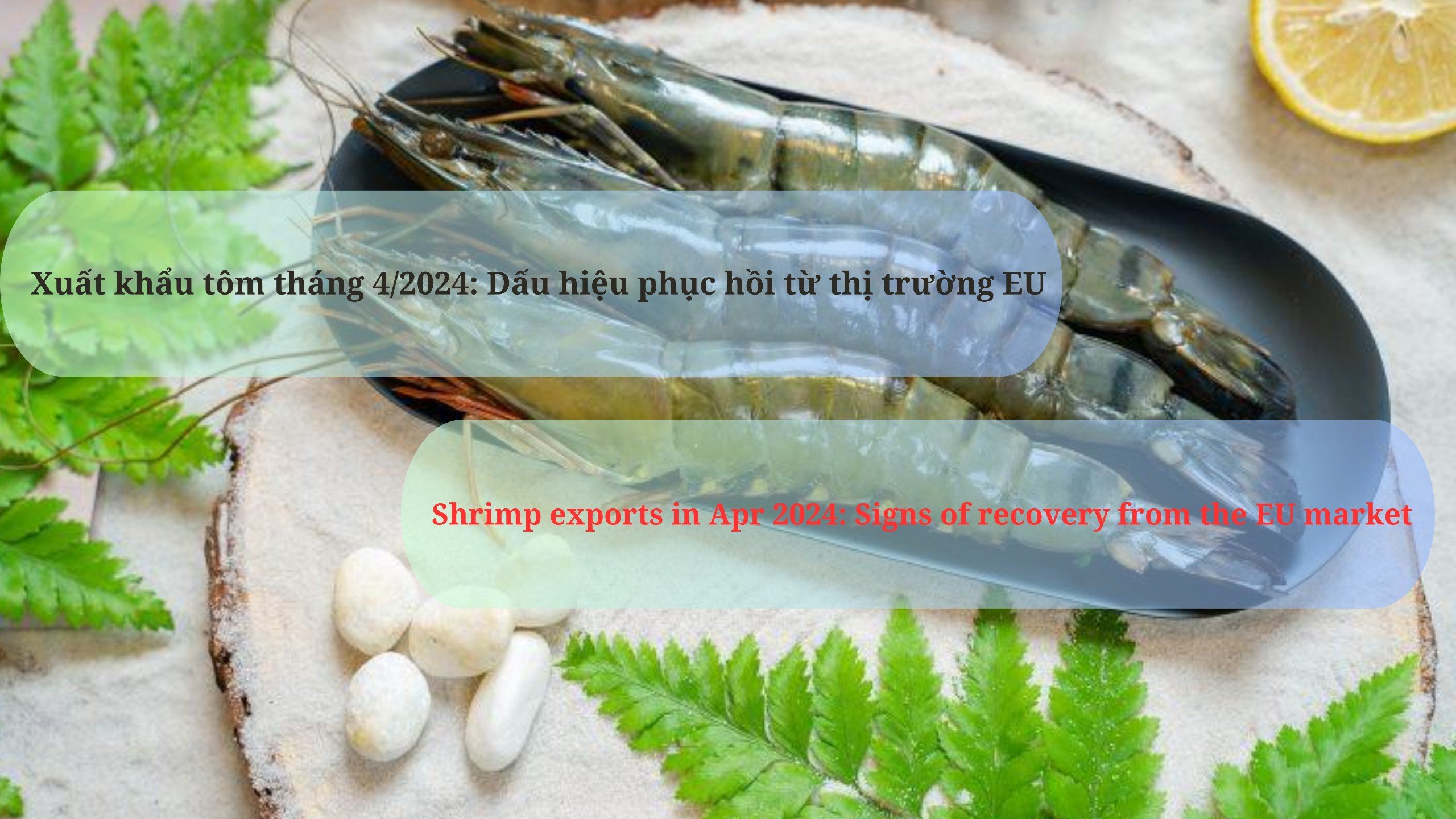 VASEP Highlight - T52024 Tôm