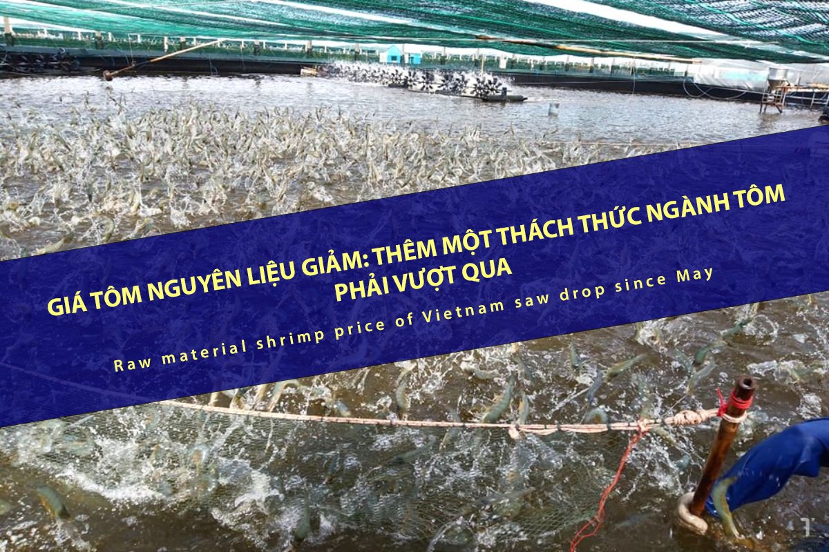 VASEP Highlight - T62024 Tôm