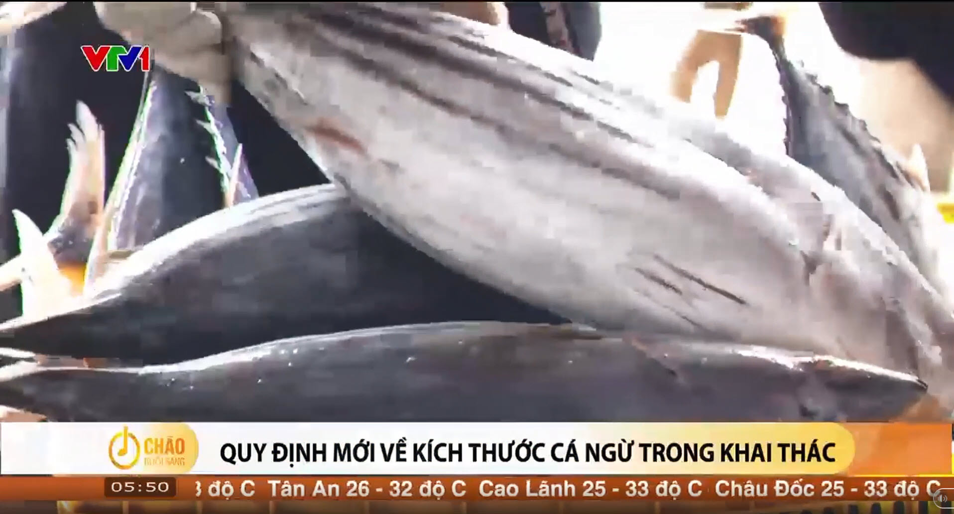 Ngành hàng cá ngừ tăng trưởng xuất khẩu tốt