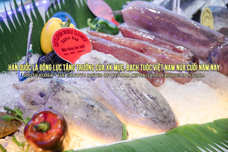 VASEP Highlight - T82024 Mực và Bạch tuộc