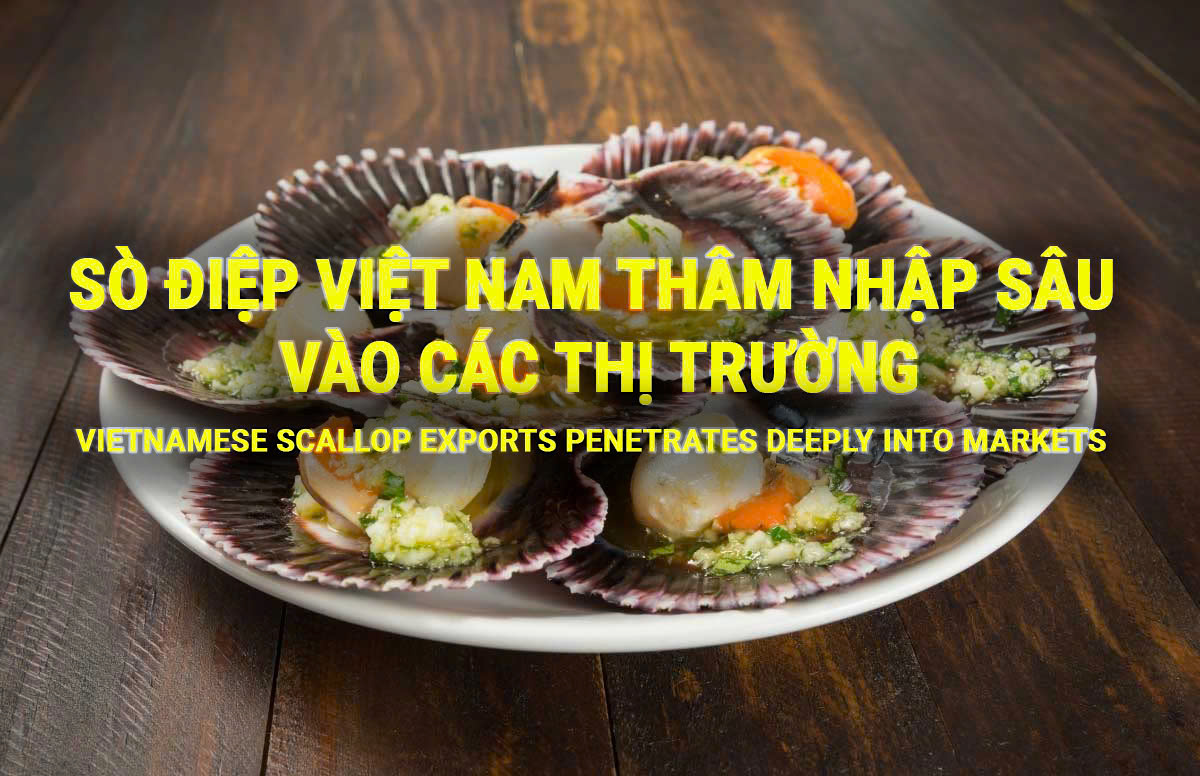 VASEP Highlight - T122024 Sò Điệp