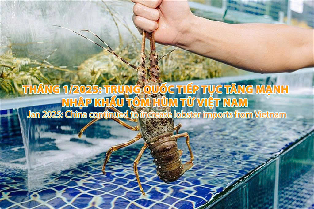 VASEP Highlight - T22025 Tôm