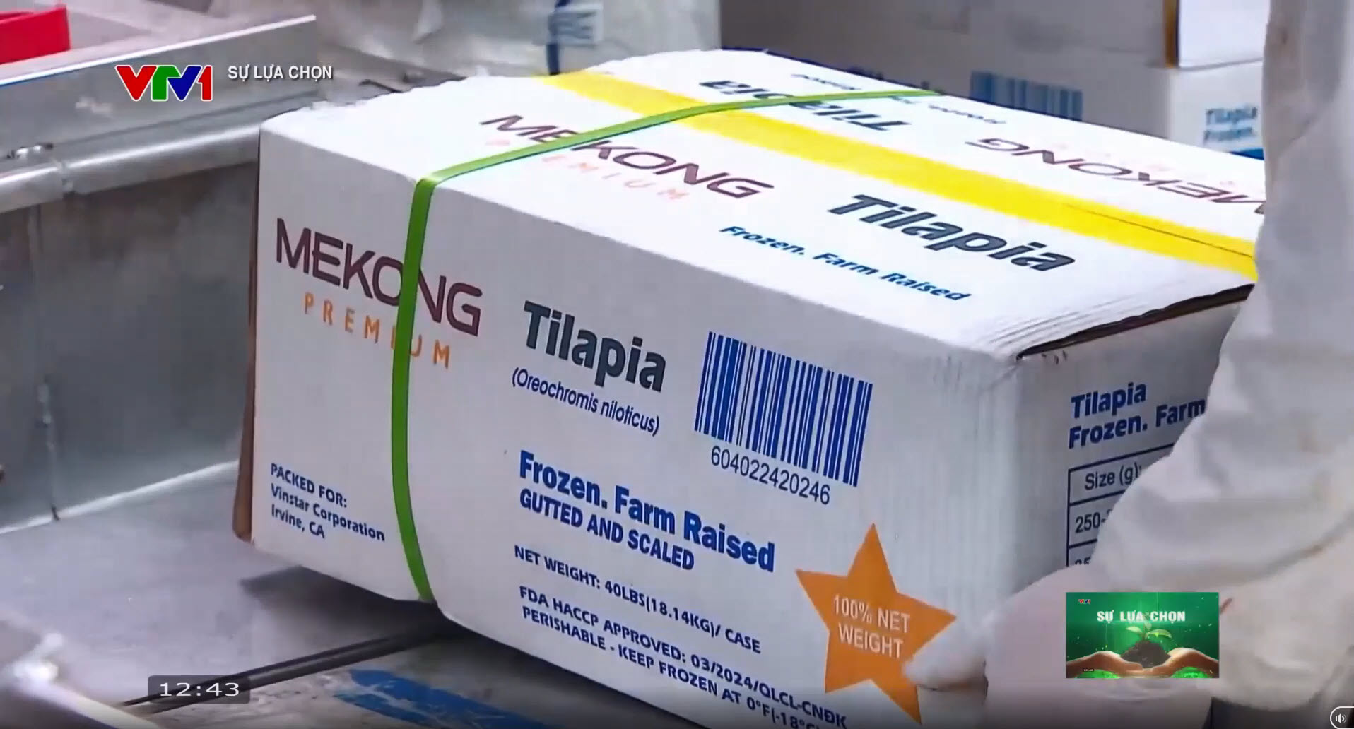 Cá rô phi được kỳ vọng có thể trở thành chân kiềng thứ 3 của ngành thuỷ sản Việt Nam