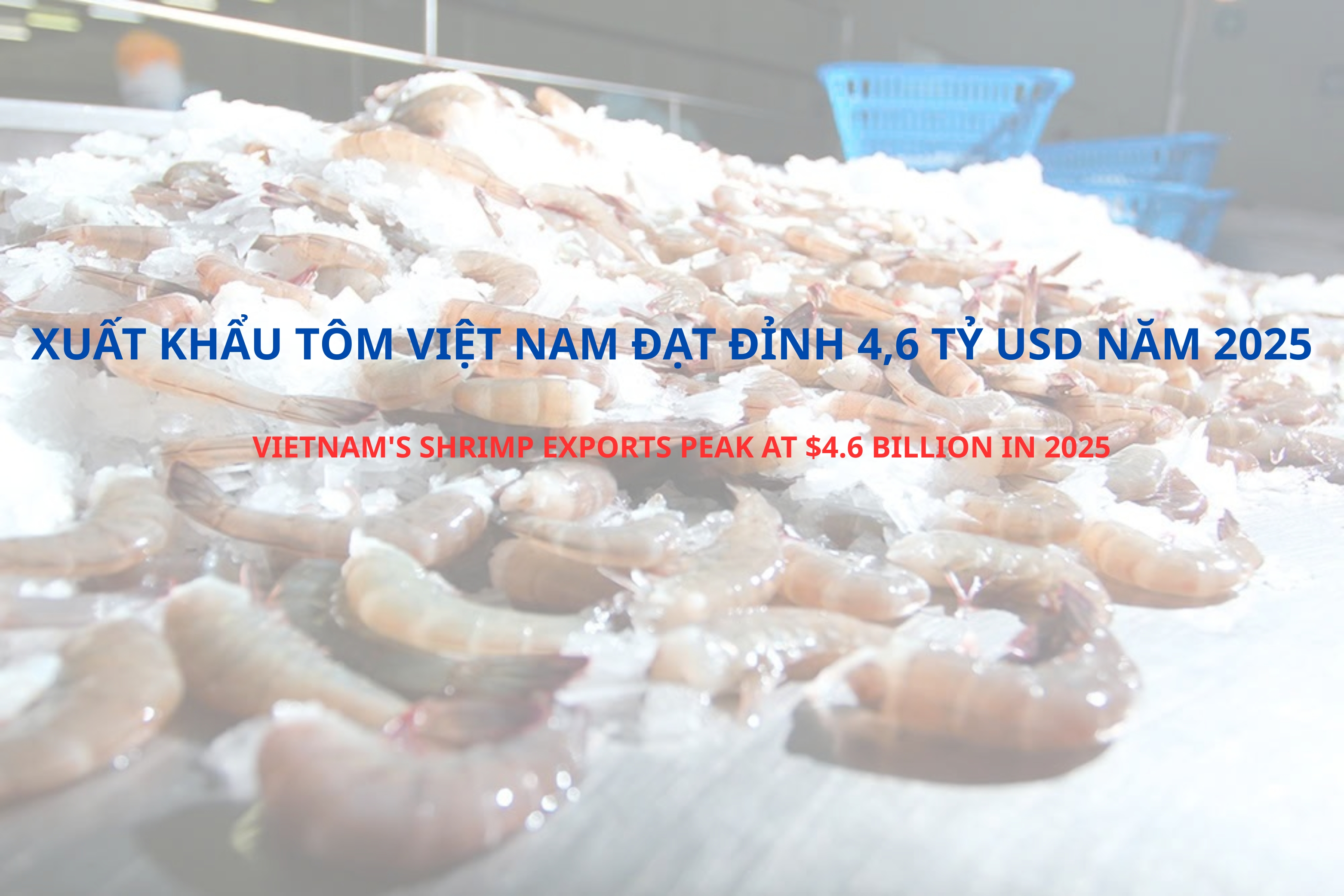 VASEP Highlight - T12026 Tôm