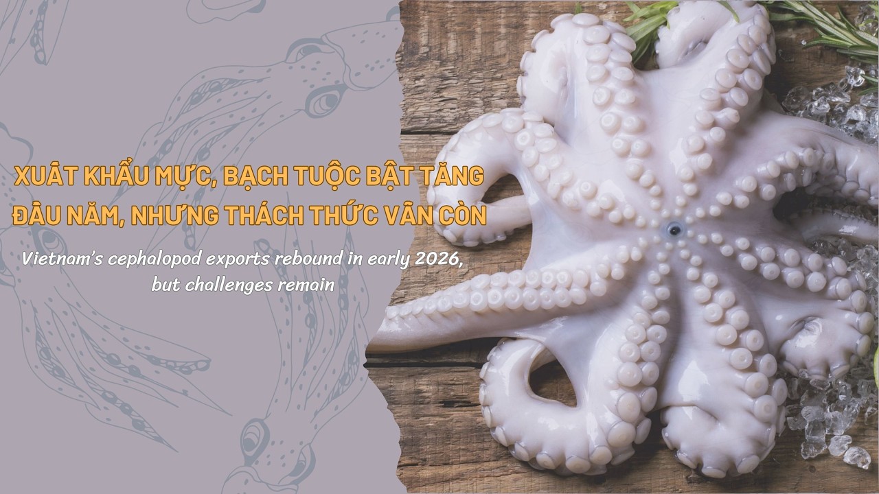 VASEP Highlight - T32026 Mực và Bạch tuộc