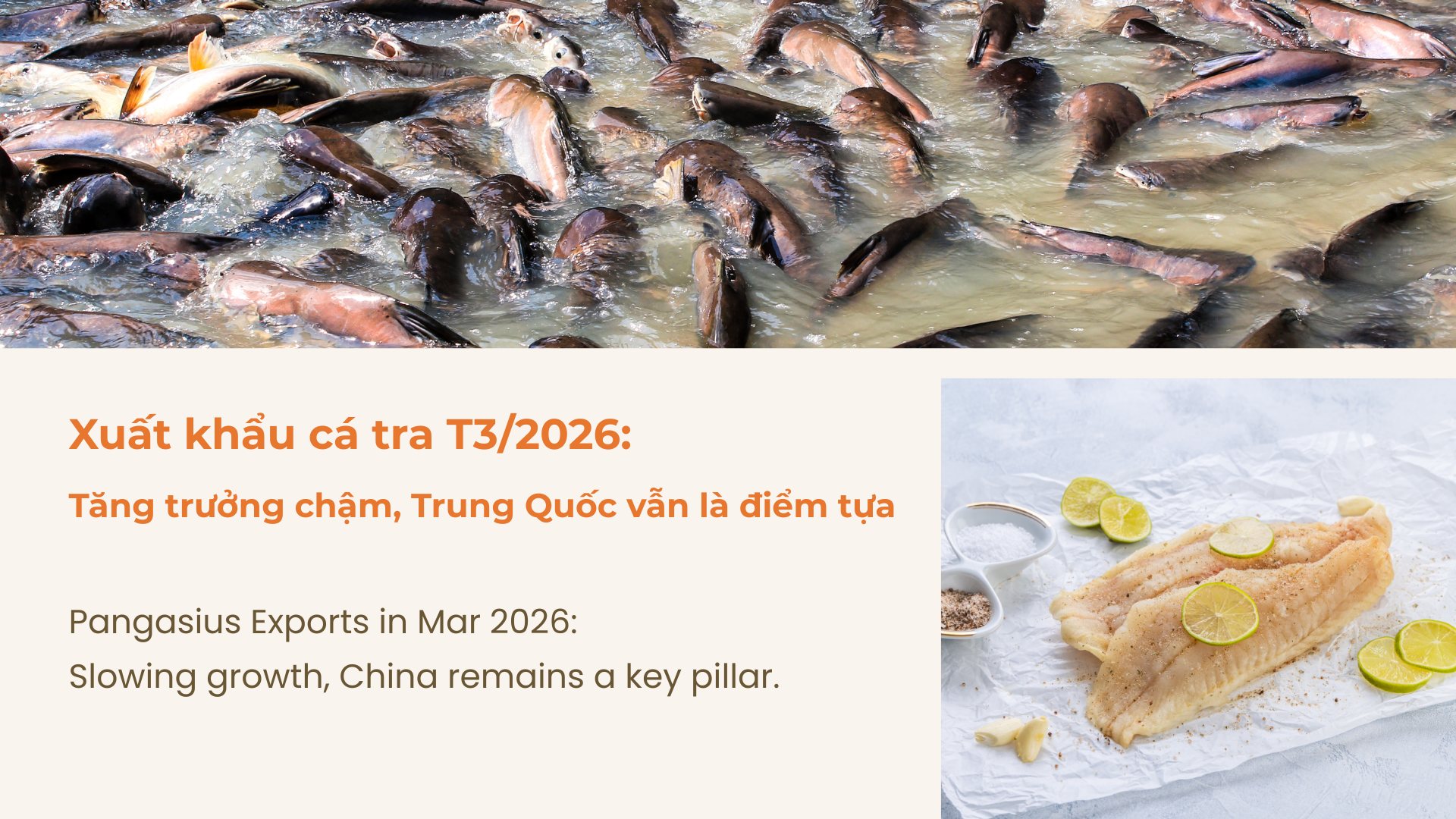 VASEP Highlight - T42026 Cá tra