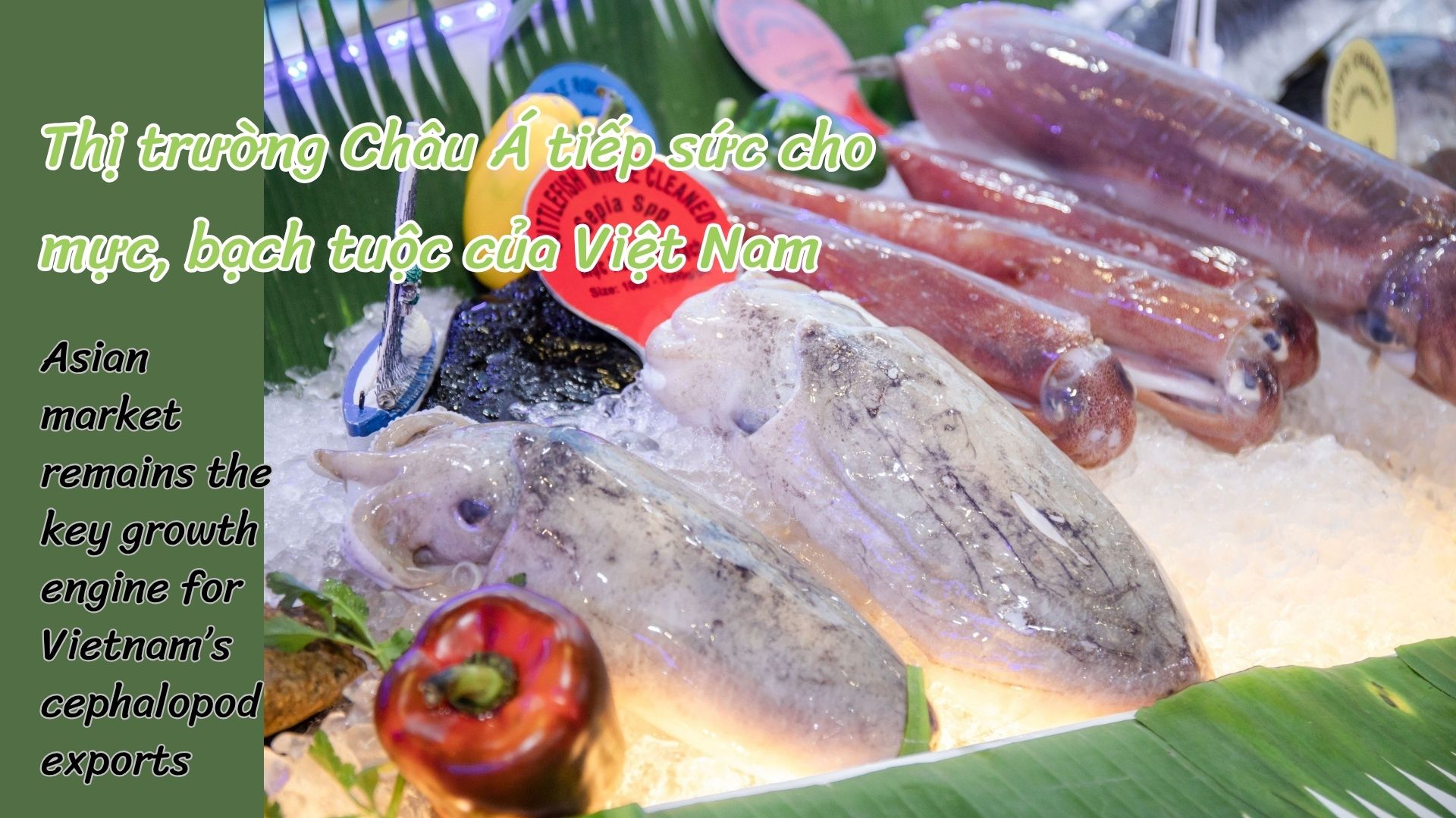  VASEP Highlight - T62026 Mực và Bạch tuộc