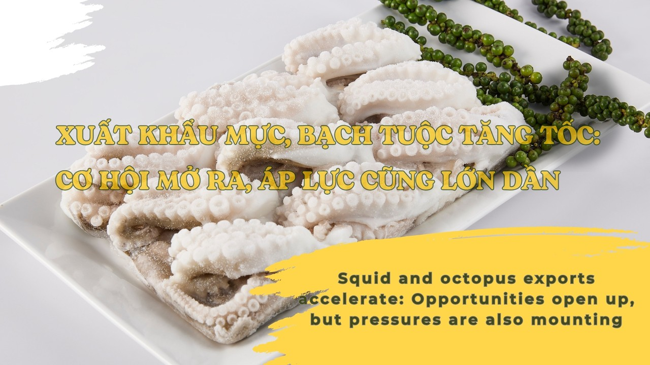  VASEP Highlight - Sep.2026 Squid and Octopus